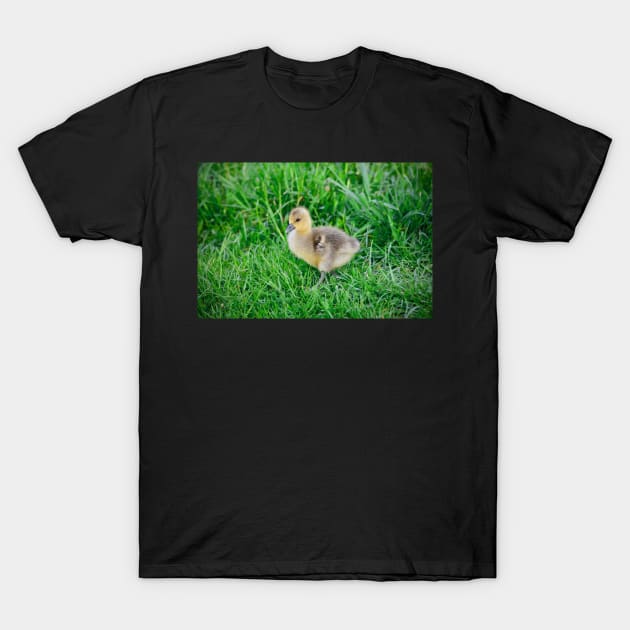 Chick / Swiss Artwork Photography T-Shirt by RaphaelWolf